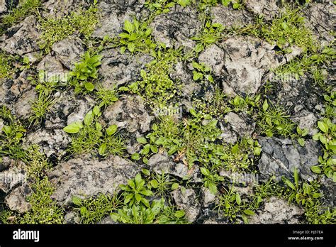 Stone wall with plants Stock Photo - Alamy