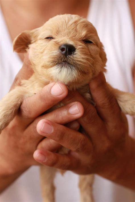 2534 best Golden Retrievers !!!! images on Pinterest | Golden retriever puppies, Golden ...