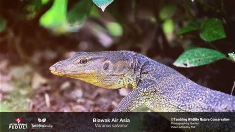 Monitor Lizard Youtube