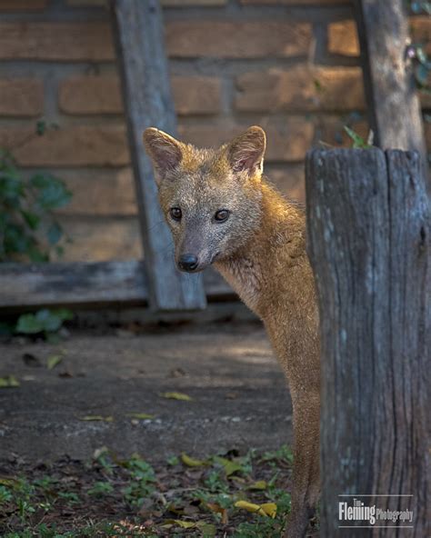 Crab Eating Fox A Crab Eating Fox Cerdocyon Thous In The Flickr