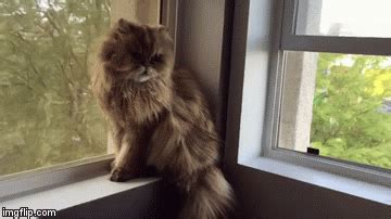 Omg Cat GIFs - Find & Share on GIPHY