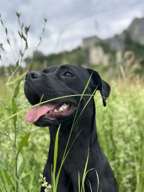 Sretna udomljena capica u planini : r/capice