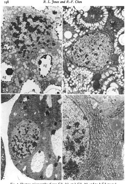 Figure 5 From Immunohistochemtcal Localization Of A Amylase In Barley