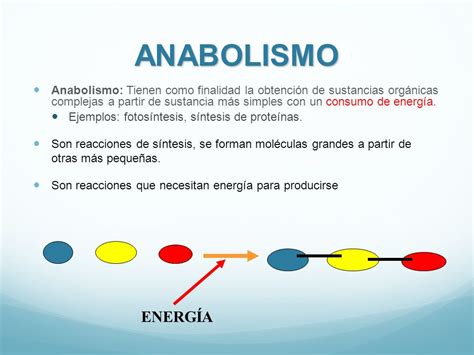 Que Es Anabolismo Y Catabolismo Ejemplos Nuevo Ejemplo