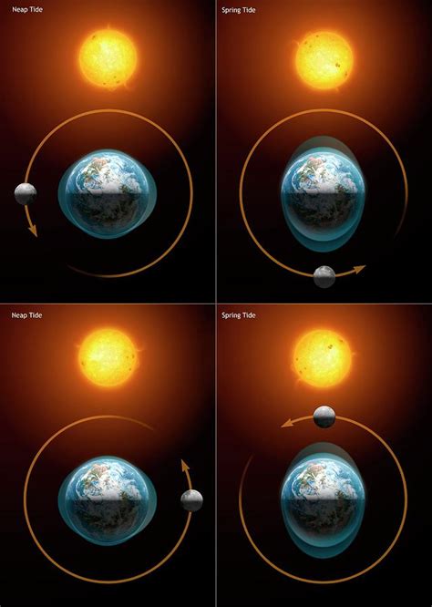 Diagram Showing The Lunar Tides Photograph by Mark Garlick/science ...