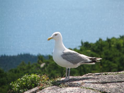 Talus Slopes: Trip Report: Acadia National Park, Day 1