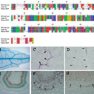 Gene Expression Patterns Revealed By Gus Reporter Histological Staining