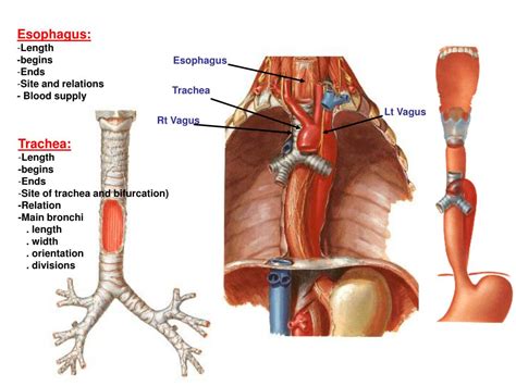 Ppt Sternal Angle Powerpoint Presentation Free Download Id853487