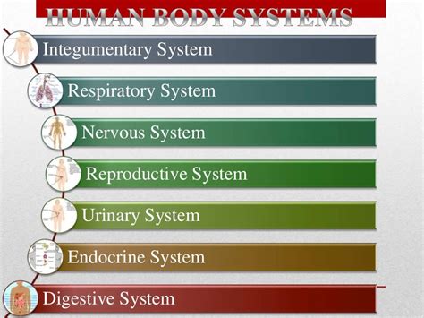 The Human Body Systems Ppt By Janella Yecyec