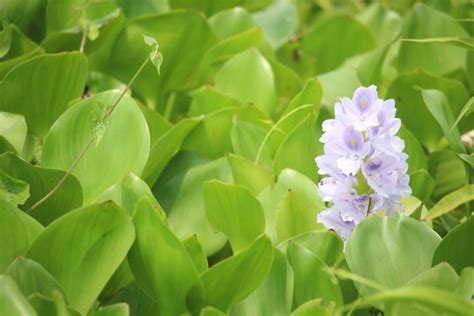 How To Grow And Care For Water Hyacinth Eichhornia Florgeous