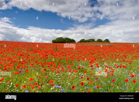 Red Poppy Papaver Rhoeas Flowering In Field Feldberg Mecklenburg