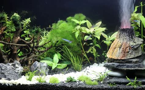 High Ph In Fish Tank Symptoms Causes And Prevention Aquariumnexus