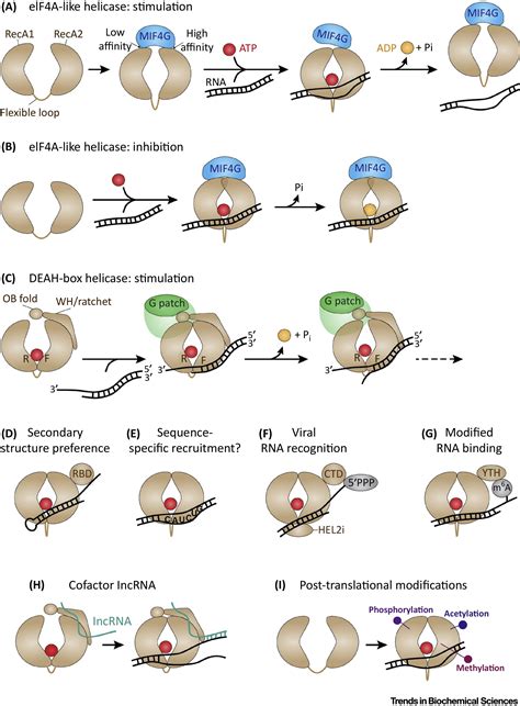 Unravelling The Mechanisms Of RNA Helicase Regulation Trends In