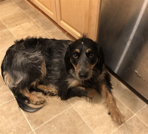 Shepherd/Black lab mix : r/germanshepherds
