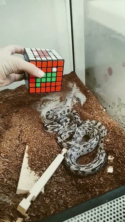 Кубик Рубика 1х1-12х12#rubikscube#эублефар#змея - YouTube
