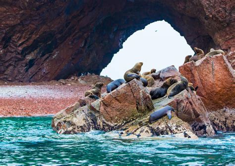 The 10 Best Ballestas Islands Islas Ballestas Tours And Tickets 2020