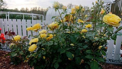 Роза голден зест - фото и картинки: 68 штук