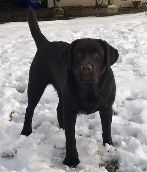 Meet Sterling Endless Mountain Labradors