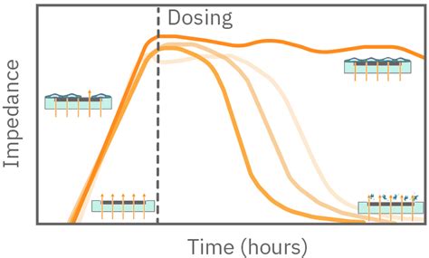 Validation Of The Maestro Impedance Assay For Real Time Cell Counting