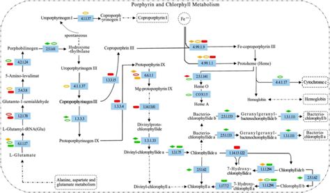 Porphyrin And Chlorophyll Metabolism Pathways Of N Tangutorum Under