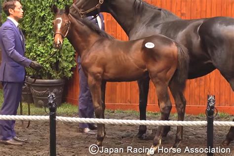 Jra Van公式 On Twitter 【セレクトセール2023】499番 本日最後のキタサンブラック産駒「ウォークロニクルの2023