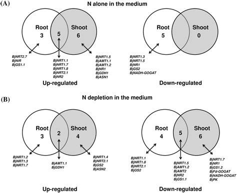 Venn Diagram Showing Number Of Genes Up Regulated Or Down Regulated In