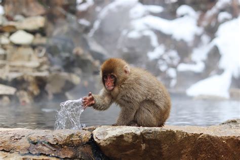 Cheeky Macaque in Jigokudani monkey park in the Nagano prefecture. : r ...