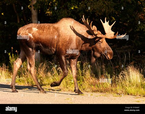 Wild Moose Walking About In The Anchorage Area Of Alaska This Young