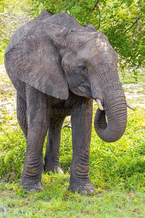 Big FIVE African Elephant Kruger National Park Safari South Africa Stock Photo - Image of ...