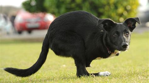 Roo the dog-kangaroo lives just on her back legs | Volganga