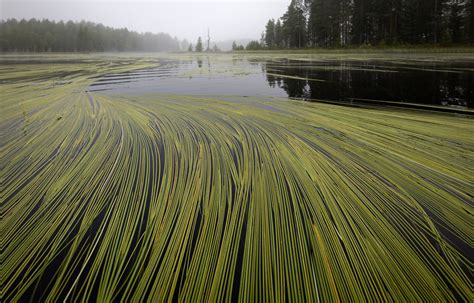 Vuoden Luontokuva Suomen Luonnonvalokuvaajat