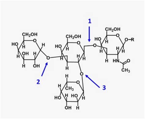 Solved What type of polysaccharide is this and what is its | Chegg.com