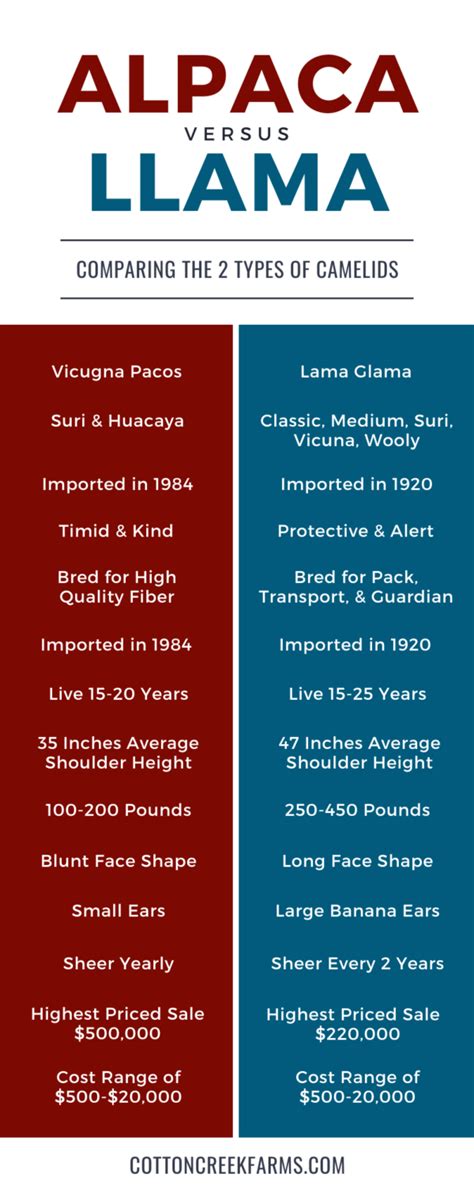 Alpacas Vs Llamas 30 Similarities And Differences Between The Two