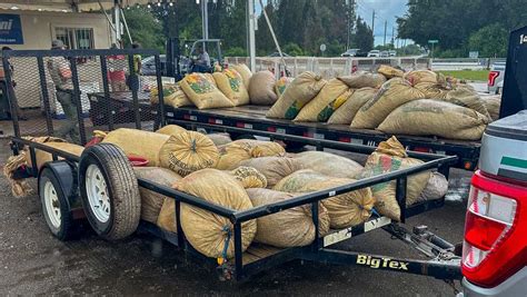 7 arrested for illegally harvesting saw palmetto berries in Florida