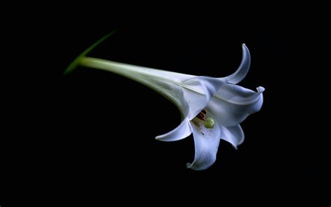 Fondos De Pantalla X Lilium De Cerca Blanco Fondo Negro Flores