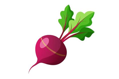 Beetroot Vector Illustration Isolated In White Background Premium AI