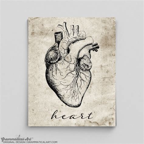 Heart Print Vintage Heart Poster Human Anatomy Poster Anatomy - Etsy