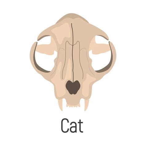 Osteologia do gato 스톡 벡터 로열티 프리 Osteologia do gato 일러스트레이션 페이지 3 d