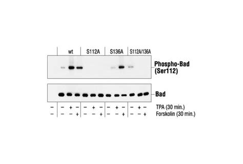 Htscan® Pim 1 Kinase Assay Kit Cell Signaling Technology