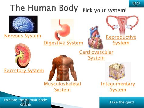 Ppt The Human Body Systems Powerpoint Presentation Free Download D75