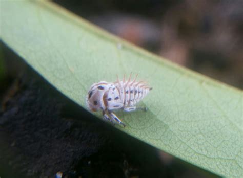 Rvores E Fungos Insetos Esp Cie Membracis Trimaculata Soldadinho