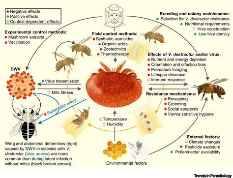 varroa mite change  response strategy berries australia