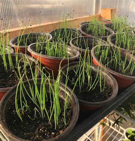 Bunching Onions In Container