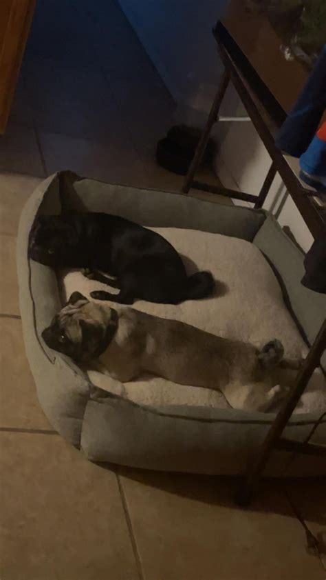 Prince Charles in our family Christmas photo shoot! : r/pugs