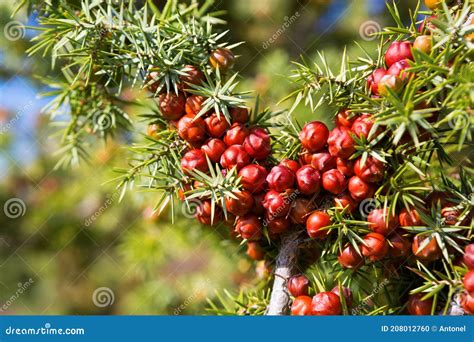 Primer Plano Del Enebro Rama De Juniperus Oxycedrus Con Conos De