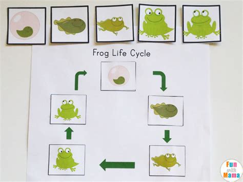 Life Cycle Of A Frog For Kids Fun With Mama