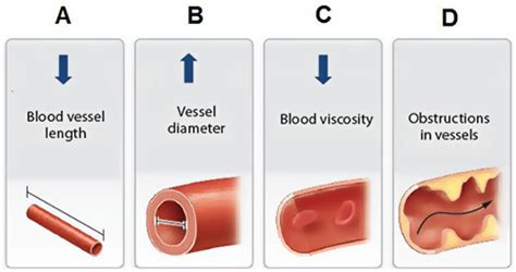 Chapter 18 Reading Review Cardiovascular Blood Vessels Flashcards