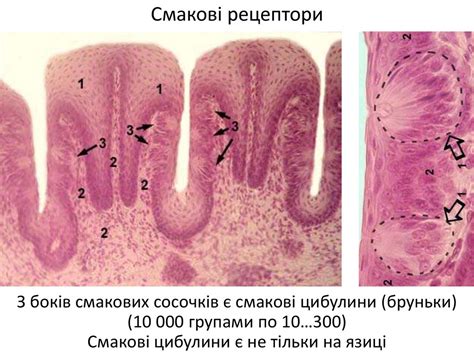 Хеморецепторні сенсорні системи. Органи нюху і смаку - презентация онлайн