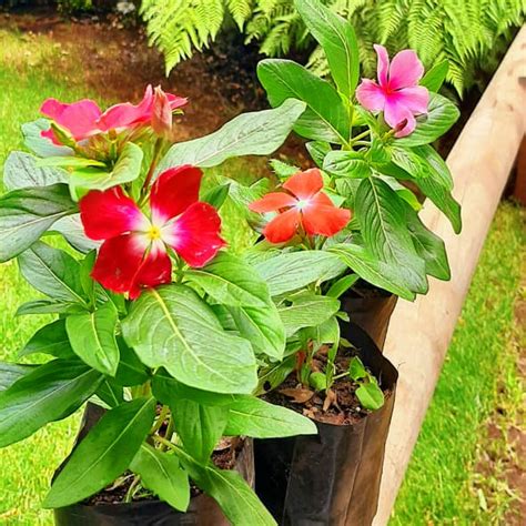 Vinca Vivero Chillan Árboles Y Plantas Ornamentales