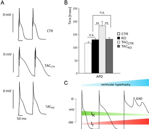 Mice Lacking Hyperpolarization Activated Cyclic Nucleotide Gated HCN